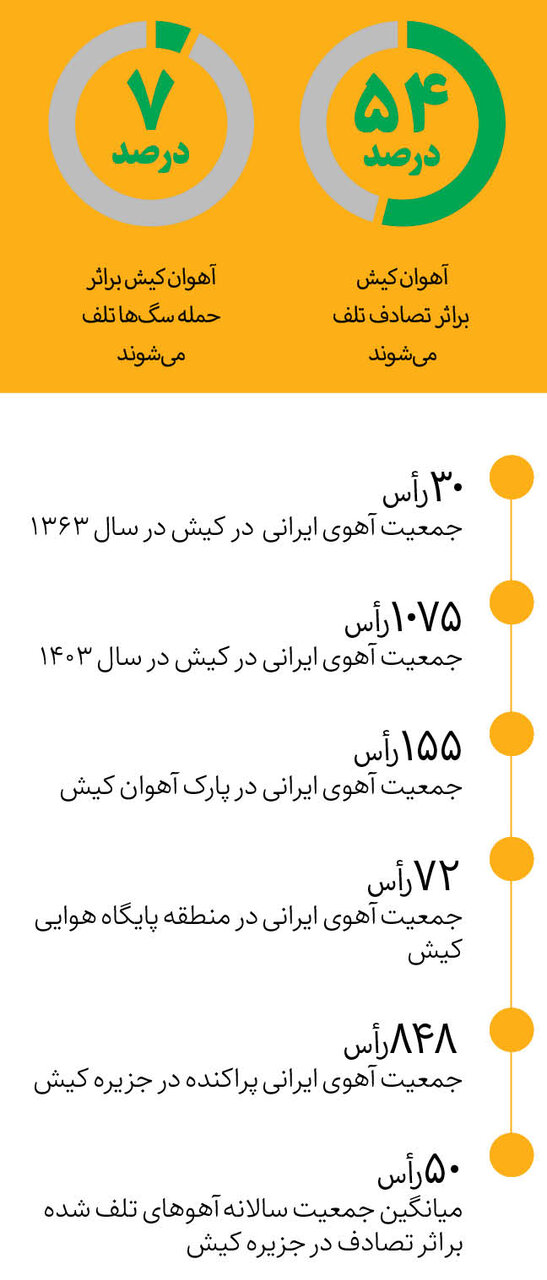 آهوان کیش در تصادف می‌میرند | سگ‌های ولگرد و غذادهی غلط دو عامل دیگر مرگ و میر آهوی ایرانی