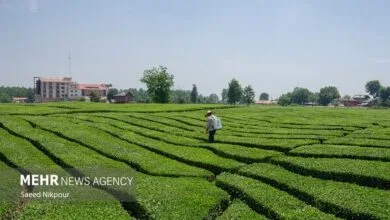جزئیات پایش سلامت محصولات کشاورزی از مزرعه تا سفره