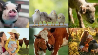 🌍 Factory Farming Fuels the Climate Crisis: The Hidden Environmental Toll of Animal Agriculture