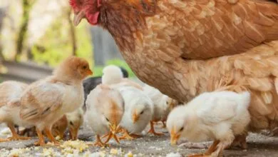Breaking the Cycle of Exploitation: Time to Rethink How We Treat Animals