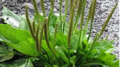 بارهنگ؛ گیاه دارویی برای بهبود زخم ها و کاهش سرفه