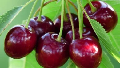 خواص گیلاس از نگاه طب سنتی